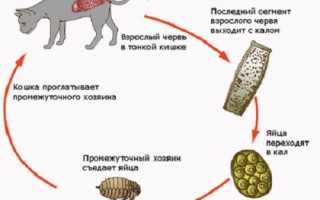 Лечение эктопаразитов у кошек