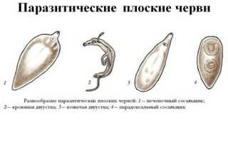 Плоский червь паразит человека