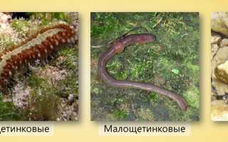 Зрение у кольчатых червей