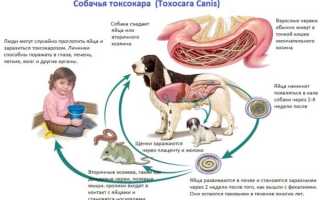 Почему у собаки глисты