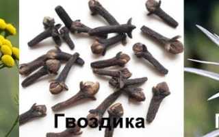 Тройчатка из трав от паразитов