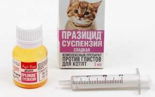 Как обработать кота от паразитов