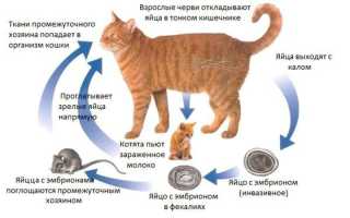 Яйца глистов у кошек на шерсти