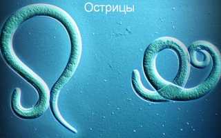 Отпечаток на энтеробиоз