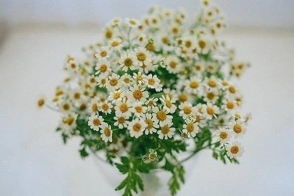 Лед для лица из ромашки