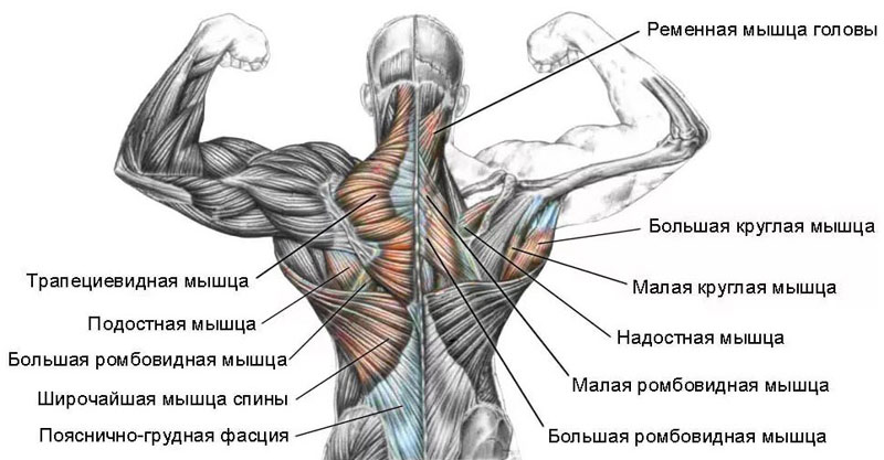 мышцы спины мышцы спины